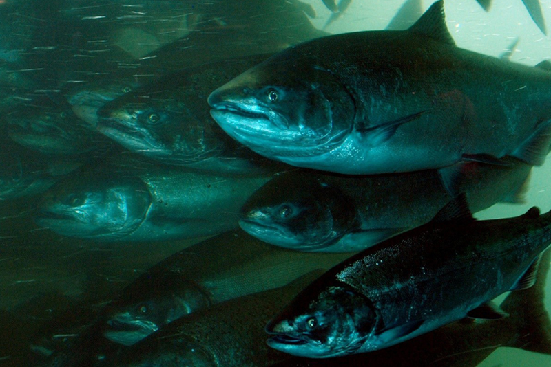 Ballard Locks Fish Ladder Renovation and Hiram Chittenden Locks Visitor Programs Donation